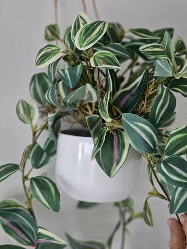 [AAH087] Planta Colgante 45cm - eCommerce 4