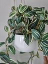 [AAH087] Planta Colgante 45cm - eCommerce 4