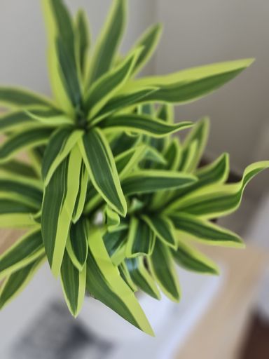 [AAH539] Planta Dracaena con Maceta - eCommerce 3