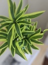 [AAH539] Planta Dracaena con Maceta - eCommerce 3