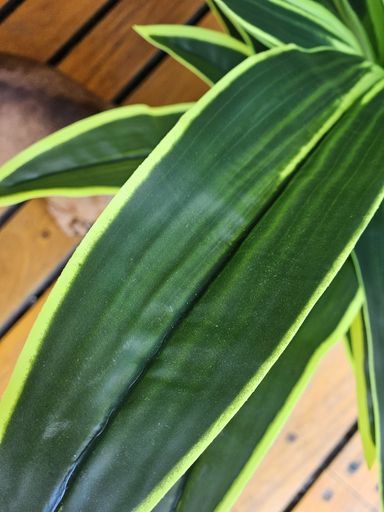 [AAH545] Planta Fragance con Maceta 120 cm - eCommerce 3