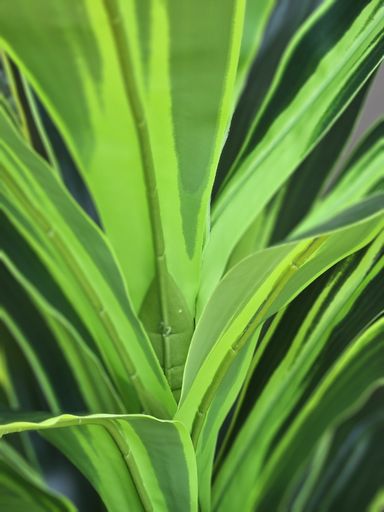 [AAH545] Planta Fragance con Maceta 120 cm - eCommerce 4