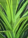 [AAH545] Planta Fragance con Maceta 120 cm - eCommerce 4