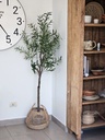 [AAH536] Planta Olivo 175 cm - eCommerce 3