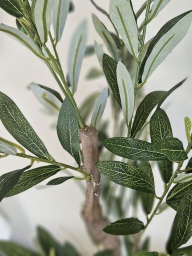 [AAH538] Planta Olivo 90 cm - eCommerce 3