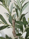 [AAH538] Planta Olivo 90 cm - eCommerce 3
