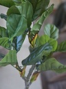 [AAH577] Planta Pandurata 110 cm - eCommerce 3