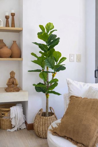 [AAH578] Planta Pandurata 160 cm - eCommerce 3