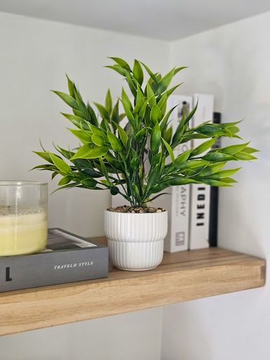 [AAH543] Planta Ruscus con Maceta 30 cm - eCommerce 3