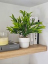 [AAH543] Planta Ruscus con Maceta 30 cm - eCommerce 3