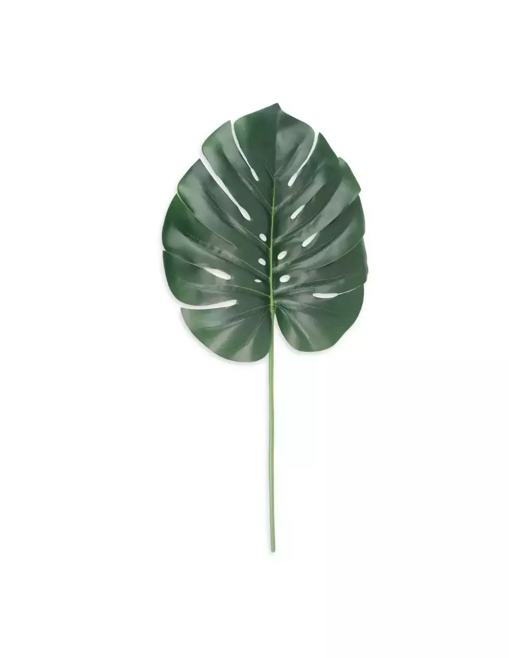 [AAE781] RAMA MONSTERA 70 CM - eCommerce 3
