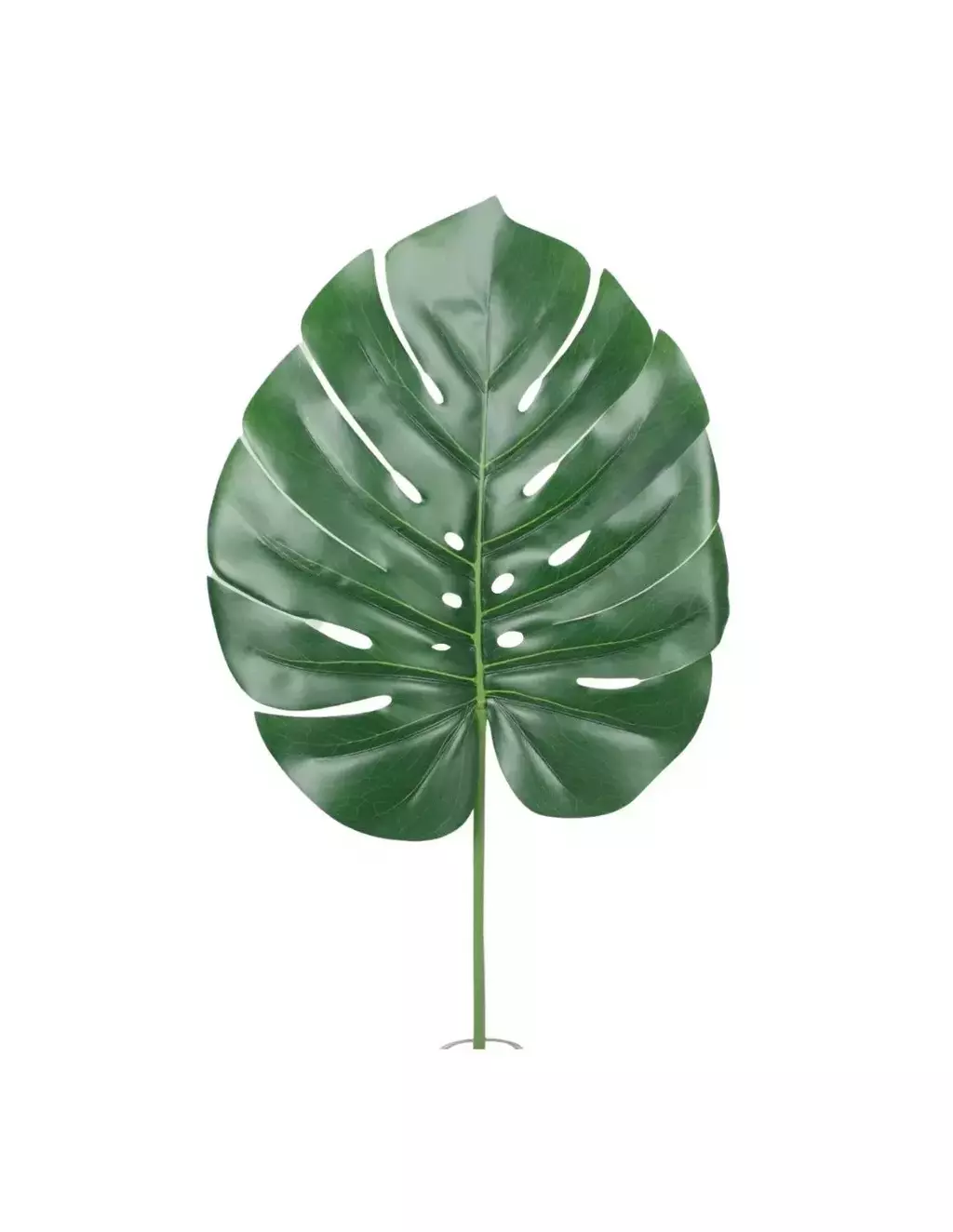 [AAE781] RAMA MONSTERA 70 CM - eCommerce 5