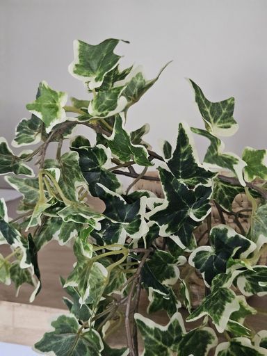 [AAH341] Rama English Ivy Bush 38cm - eCommerce 4