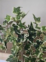 [AAH341] Rama English Ivy Bush 38cm - eCommerce 4