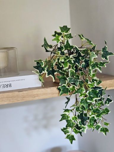 [AAH341] Rama English Ivy Bush 38cm - eCommerce 5