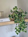 [AAH341] Rama English Ivy Bush 38cm - eCommerce 5
