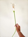 [AAG318] VARA CALA 78 CM - eCommerce 3