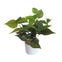 [AAA646.0] PLANTA POTUS PLANTAS ARTIFICIALES - eCommerce 2