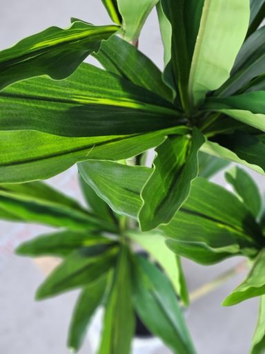 [AAI074] Planta Artificial Decorativa Palo de Agua 130 Cm - eCommerce 2