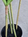 [AAI074] Planta Artificial Decorativa Palo de Agua 130 Cm - eCommerce 3