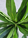 [AAI074] Planta Artificial Decorativa Palo de Agua 130 Cm - eCommerce 4