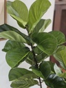 [AAE840] PLANTA ARTIFICIAL PANDURATA DOBLE 155 CM - eCommerce 3