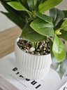 [AAI252] Planta Peperomia - eCommerce 2