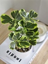 [AAI253] Planta Clusia - eCommerce 2