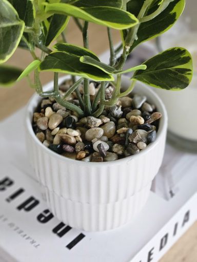 [AAI253] Planta Clusia - eCommerce 3