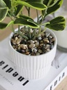 [AAI253] Planta Clusia - eCommerce 3