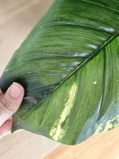 [AAI275] Planta Lyra 70cm - eCommerce 2