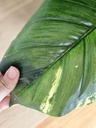 [AAI275] Planta Lyra 70cm - eCommerce 2