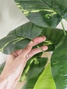 [AAI275] Planta Lyra 70cm - eCommerce 3