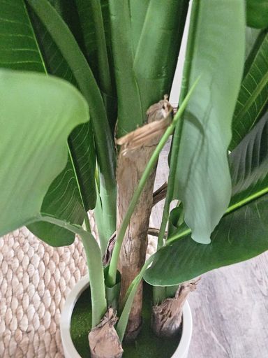 [AAI416] Planta Banano 170cm con maceta - eCommerce 2