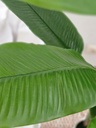 [AAI416] Planta Banano 170cm con maceta - eCommerce 3