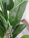 [AAI416] Planta Banano 170cm con maceta - eCommerce 4