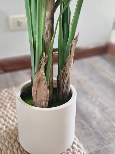 [AAI416] Planta Banano 170cm con maceta - eCommerce 5