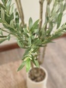 [AAI417] Planta Olivo 180cm con maceta - eCommerce 3