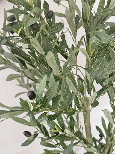[AAI418] Planta Olivo 160cm - eCommerce 2