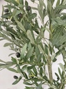 [AAI418] Planta Olivo 160cm - eCommerce 2