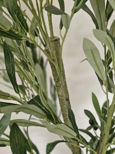 [AAI418] Planta Olivo 160cm - eCommerce 3
