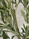 [AAI418] Planta Olivo 160cm - eCommerce 3