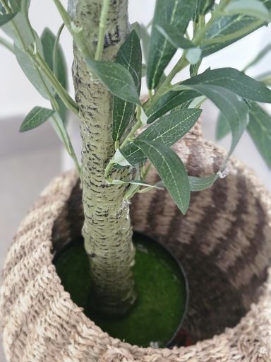 [AAI418] Planta Olivo 160cm - eCommerce 4