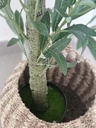 [AAI418] Planta Olivo 160cm - eCommerce 4