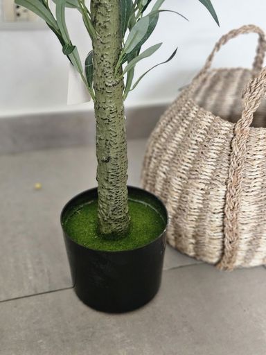 [AAI418] Planta Olivo 160cm - eCommerce 5