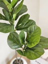 [AAI419] Planta Pandurata 85cm - eCommerce 2
