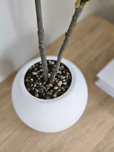 [AAI419] Planta Pandurata 85cm - eCommerce 3