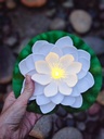 [AAI341] Flor de Loto Solar Flotante - eCommerce 2