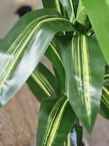 [AAI502] Planta Lemon Lime 1,2m - eCommerce 2