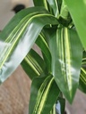 [AAI502] Planta Lemon Lime 1,2m - eCommerce 2